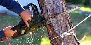 Best Tree and Shrub Care  in White Castle, LA