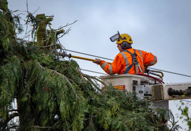 Professional Tree Services in White Castle, LA