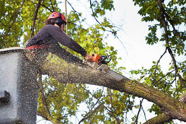 Best Tree Maintenance Programs  in White Castle, LA